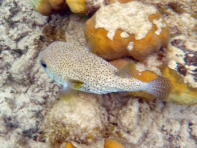 Porcupinefish (10