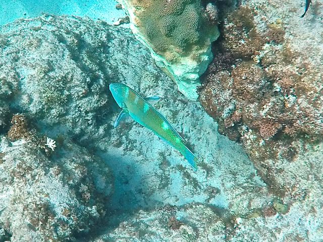 Puddingwife (10