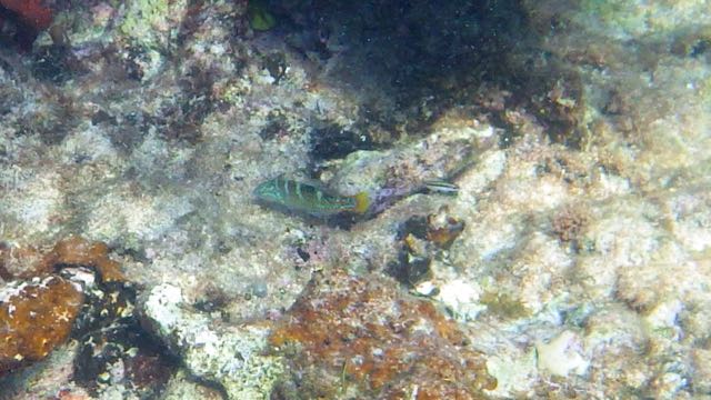 Puddingwife Juvenile (6