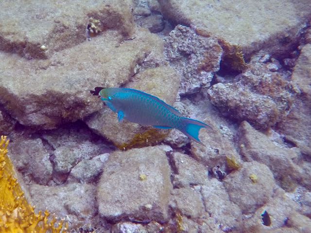 Queen Parrotfish (12