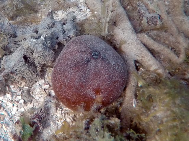 Red Heart Urchin