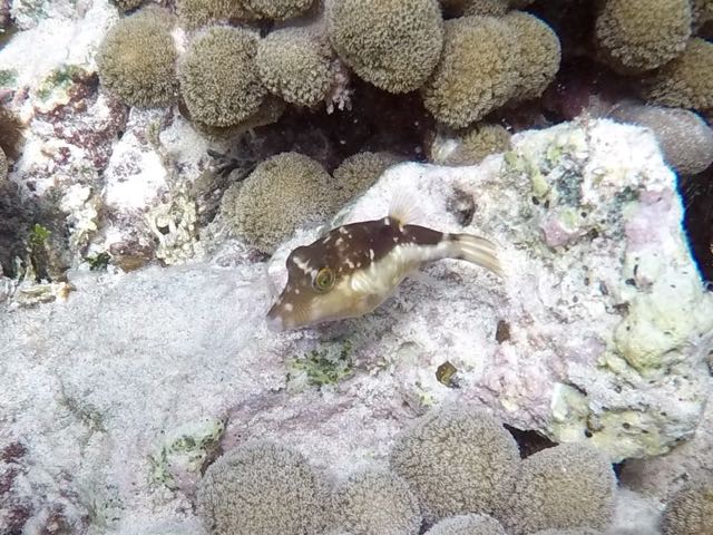 Sharpnose Puffer (2