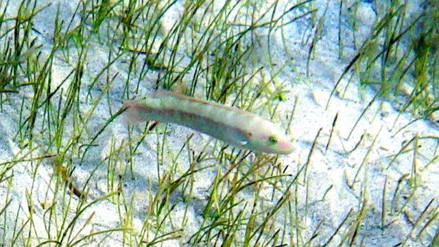 Blackear Wrasse (6