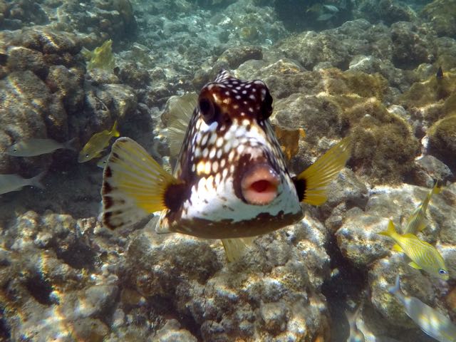 Smooth Trunkfish (6