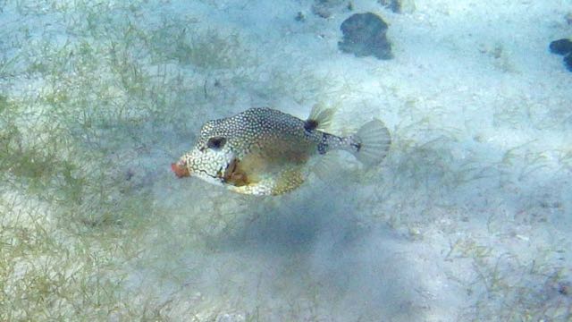 Smooth Trunkfish (8