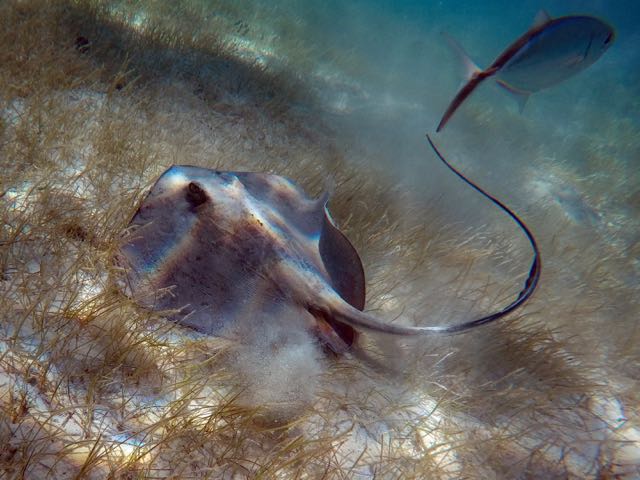 Southern Stingray (with Bar Jack)