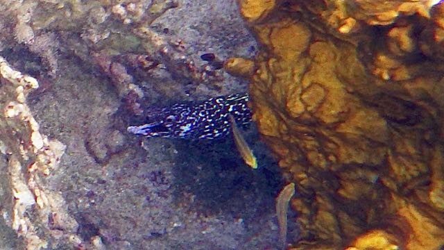 Spotted Moray Eel