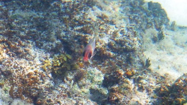 Squirrelfish