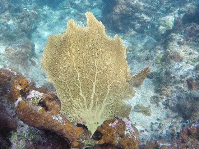 Venus Sea Fan