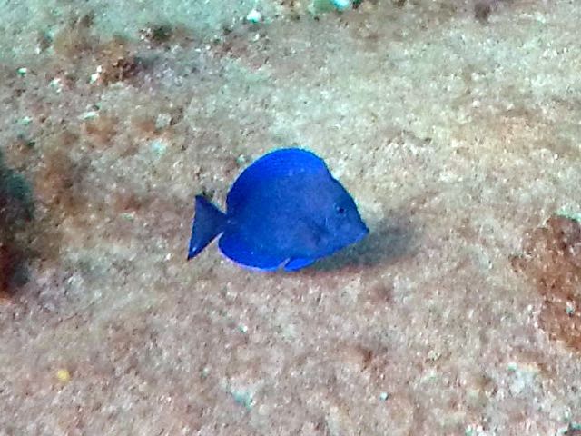 Blue Tabg Juvenile