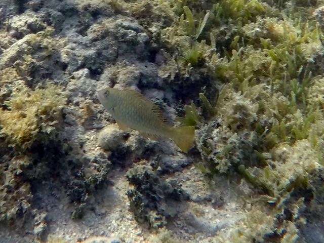 Yellowtail Parrtotfish Juvenile (4