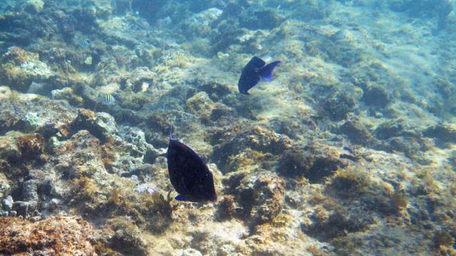 Blue Tang