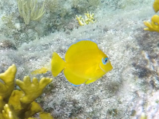 Blue Tang Baby (1