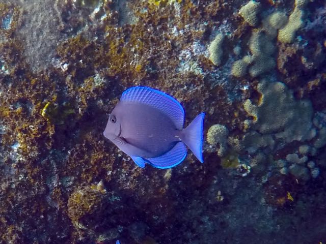 Blue Tang Intermediate (2