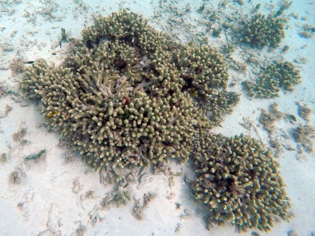 Branching Finger Coral