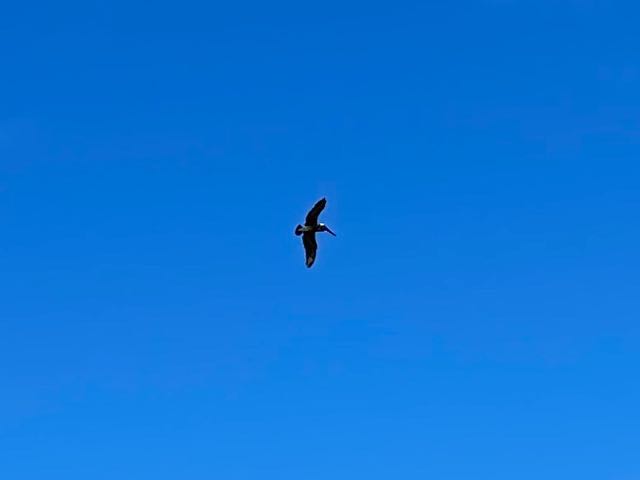 Brawn Pelican