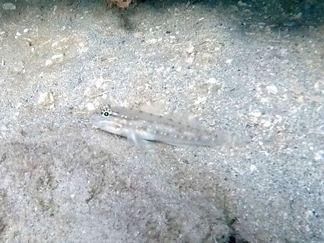 Bridled Goby (2