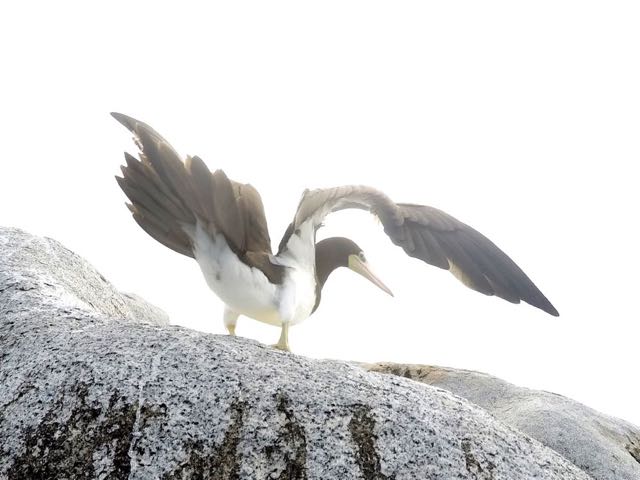 Brown Booby