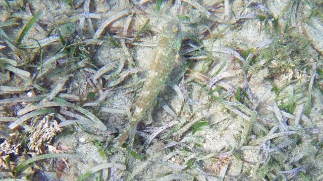 Bucktooth Parrotfish (4