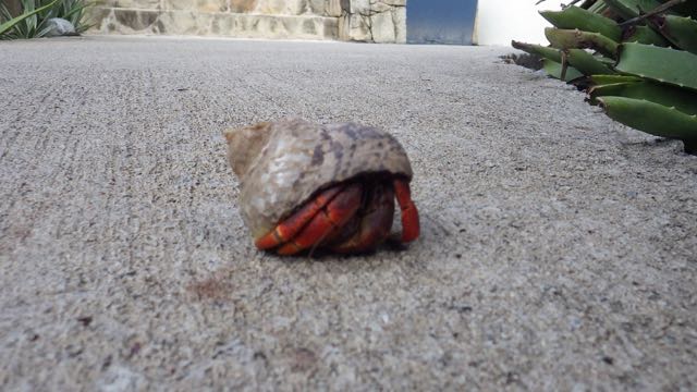 Caribbean hermit crab