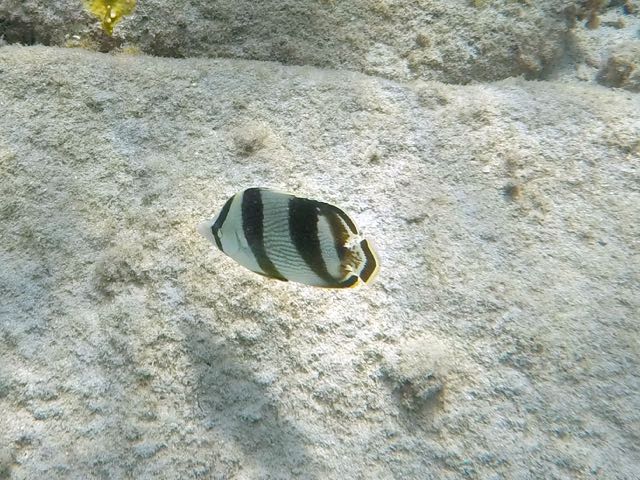 Banded Angelfish