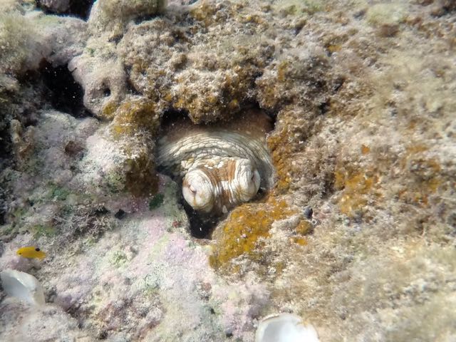 Caribbean Reef Octopus