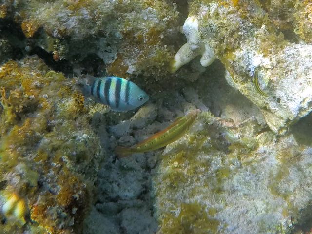 Clown Wrasse Initial Phase (4