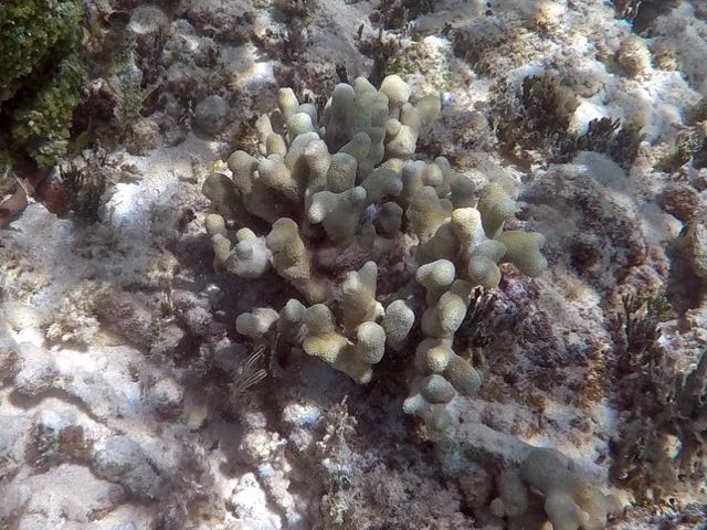 Clubtip Finger Coral