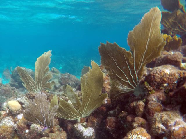 Common Sea Fans