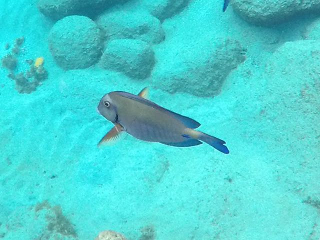 Doctorfish (12