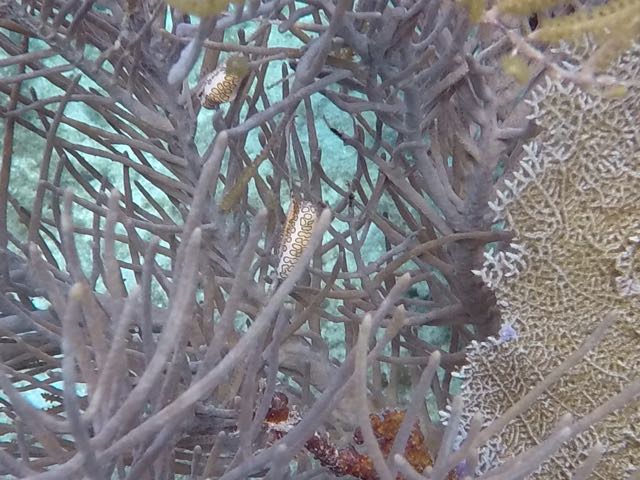 Flamingo tongue snail