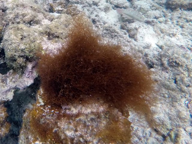 Fuzz-Ball brown Algae