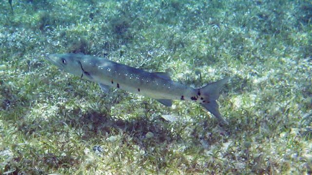 Great Barracuda (24