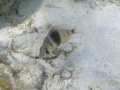 Barred Hamlet (4