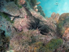 Longspine Sea Urchin