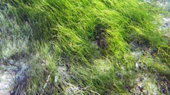 Manatee Grass