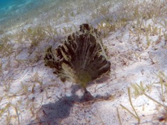 Mermaid's Fan green algae