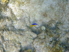 Beaugregory Damselfish Juvenile (1