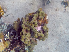 Octopus Sponge