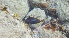 Orange Spotted Filefish (8