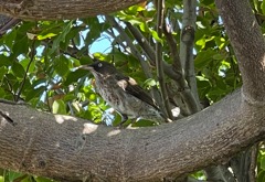 Pearly-eyed Thrasher (Margarops fuscatus)