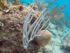 Porous Sea Rod