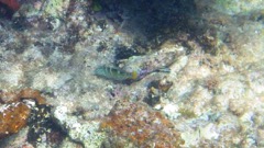 Puddingwife Juvenile (6