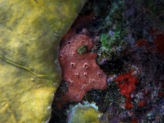 Red Encrusting Sponge