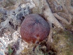 Red Heart Urchin