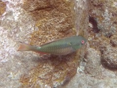 Redband Parrotfish Initial Phase (6