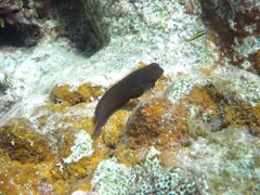 Redlip Blenny (2