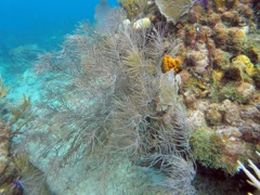 Sea Plume Coral