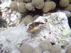 Sharpnose Puffer (2