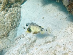 Smooth Trunkfish (6